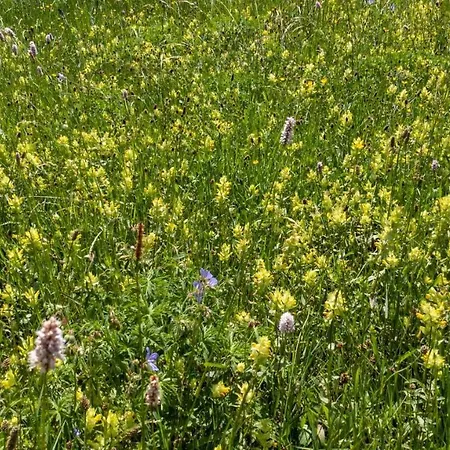 Bed & Breakfast La Masia Del Taulat D'hotes